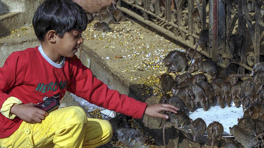 Những chú chuột ở ngôi đền này được người dân rất tôn trọng 