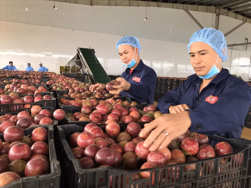 Hàng chục nghìn tấn nông sản ùn ứ, Vĩnh Long kêu gọi hỗ trợ gấp