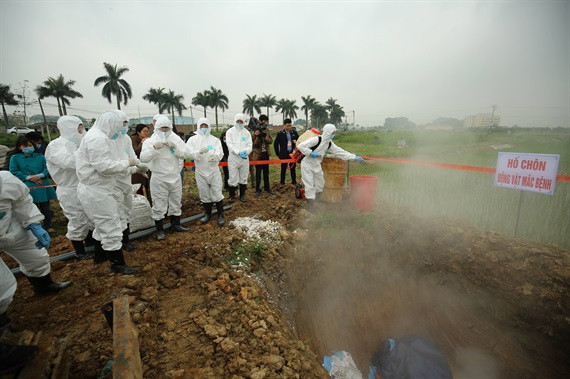 Hà Nội tổ chức diễn tập phòng chống dịch tả lợn châu Phi tại huyện Thanh Oai, ngày 7/3