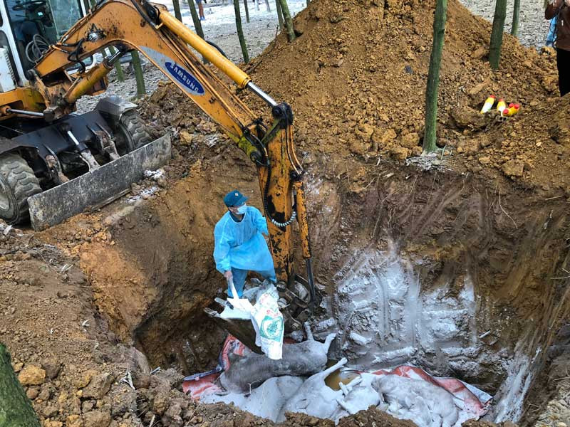 Tiêu hủy lợn mắc bệnh dịch tả lợn châu Phi ở huyện Lương Sơn, Hòa Bình (Ảnh: Báo Hòa Bình)