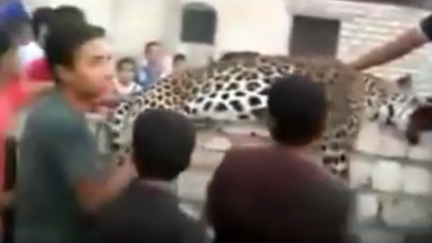 Con báo bị cảnh sát bắn chết sau khi vồ chết bé gái 9 tuổi.