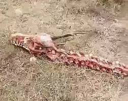 Bộ xương rồng khổng lồ dài 18 mét gây bão mạng Trung Quốc