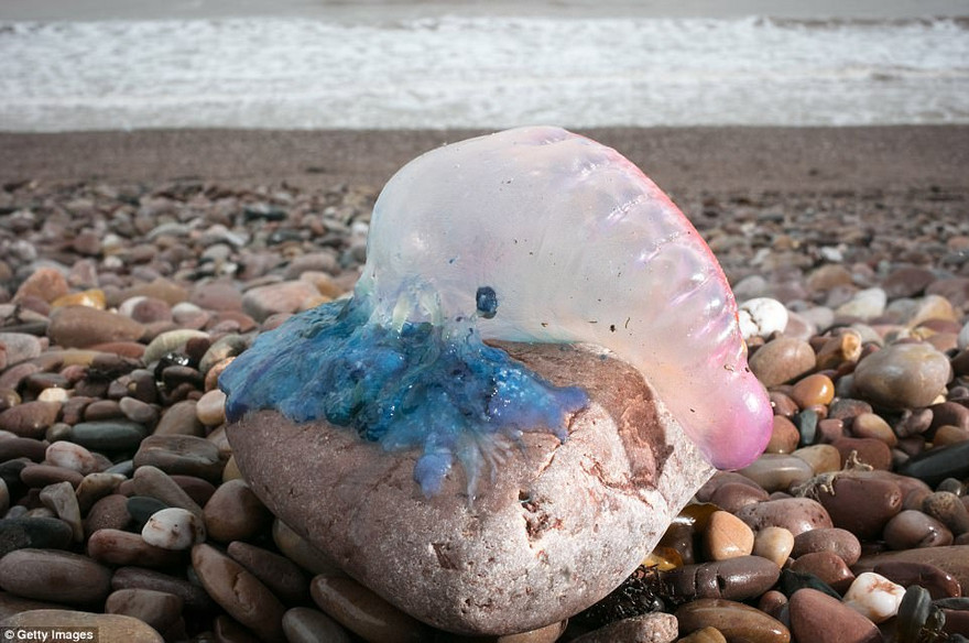 Bão lớn khiến hàng trăm 'sát thủ biển cả' dạt bờ