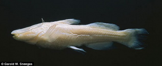 Một tiêu bản cá quỷ Satan.