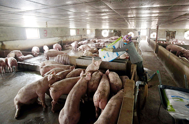 Bộ NN&PTNT lưu ý các địa phương tái đàn cần đảm bảo an toàn sinh học