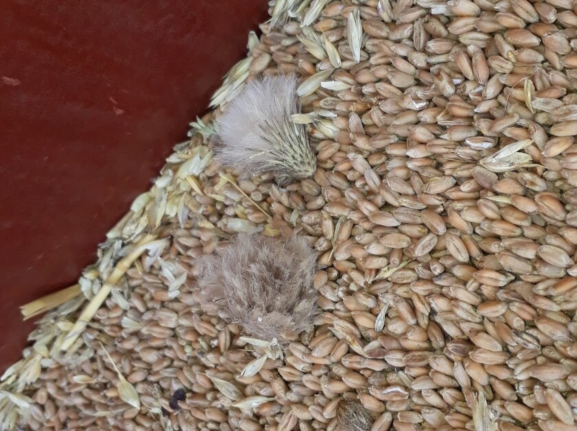 Cỏ kế đồng vừa được cơ quan kiểm dịch Việt Nam phát hiện đang gây thiệt hại hàng trăm triệu USD mỗi năm cho sản xuất nông nghiệp tại Mỹ.