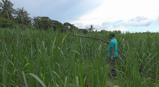 Sử dụng nước thải sau Biogas để tưới cho cỏ mang lại hiệu quả kinh tế cao ở mô hình Lcasp – Sóc Trăng