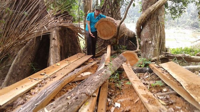 Quảng Nam là một trong những điểm nóng về phá rừng trong thời gian qua.