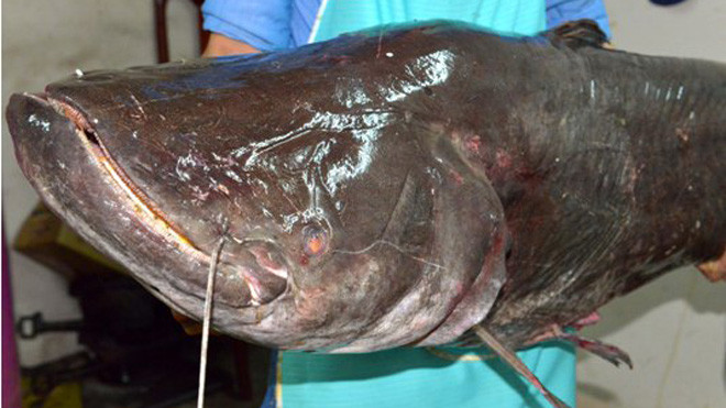  Cá Leo khổng lồ ở cửa sông giáp biên giới