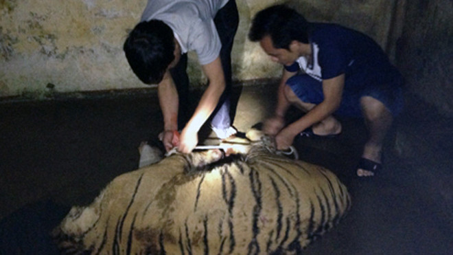 Bị công an phát hiện, bỏ “chúa sơn lâm” tháo chạy thoát thân