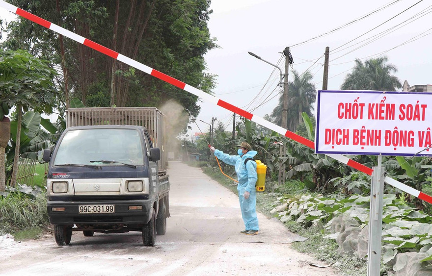 Các địa phương tăng cường kiểm soát hạn chế dịch tả lợn châu Phi lây lan