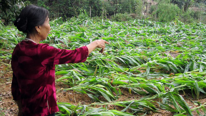 Trận lốc xoáy khiến nhiều hécta ngô vụ xuân của người dân Hương Khê đổ rạt hàng loạt 