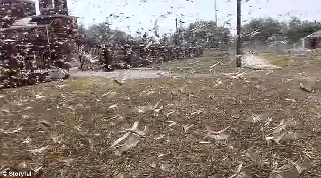 Nga đối mặt với "giặc" châu chấu khủng khiếp nhất nhiều thập kỉ qua