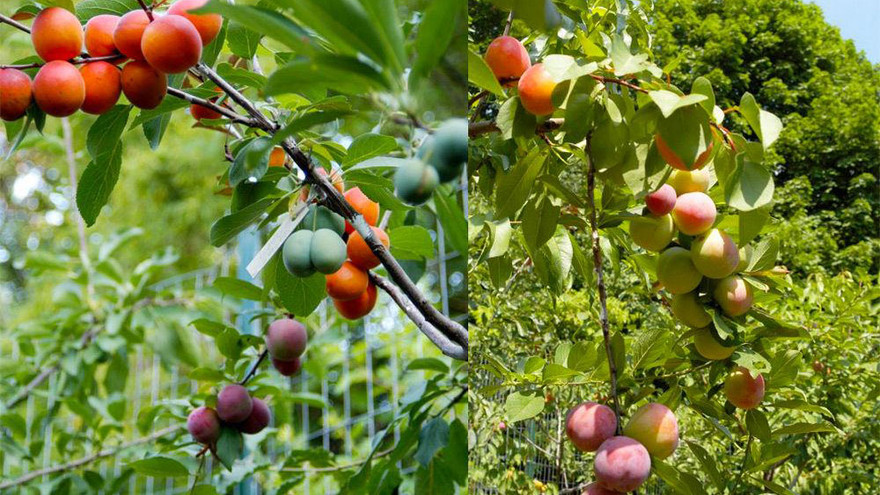 Cây ra 40 loại quả của nghệ nhân Sam Van Aken