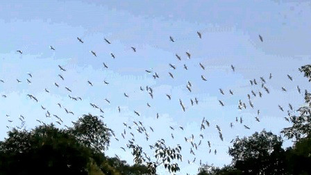 Từng đàn cò bay rợp cả một khoảng trời