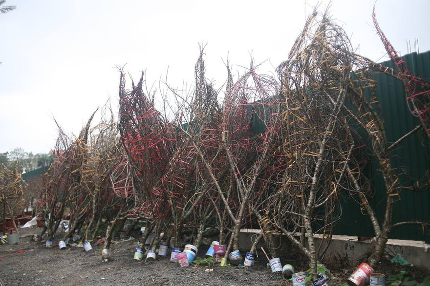 Lãnh đạo Tổng cục Lâm nghiệp cho biết, đối với địa phương không có cây đào trong rừng tự nhiên thì không nhất thiết phải dán tem xác nhận nguồn gốc.