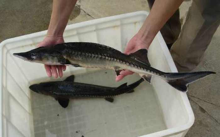 Bộ NN&PTNT cho biết đề nghị lực lượng chức năng kiểm tra, xử lý tình trạng buôn bán cá tầm không rõ nguồn gốc xuất xứ