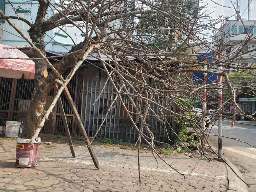 GS TS Trần Văn Chứ, Hiệu trưởng Trường Đại học Lâm nghiệp cho biết, về chủ trương cấp chặt đào rừng và các cây rừng dịp Tết của Thủ tướng được giới khoa học rất ủng hộ.