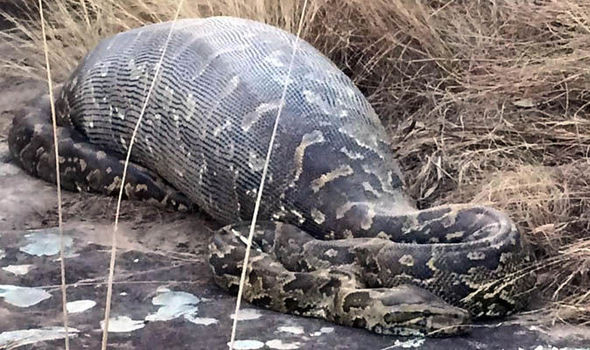 Trăn khổng lồ chết thảm do nuốt chửng nhím đầy gai