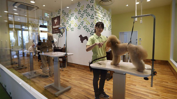 Một trung tâm chăm sóc chó của Aeonpet