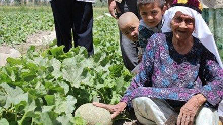 Cụ Ali Mihan trên cánh đồng dưa ưới của mình