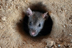 Chuột là mối đe doạ đối với an toàn hàng không