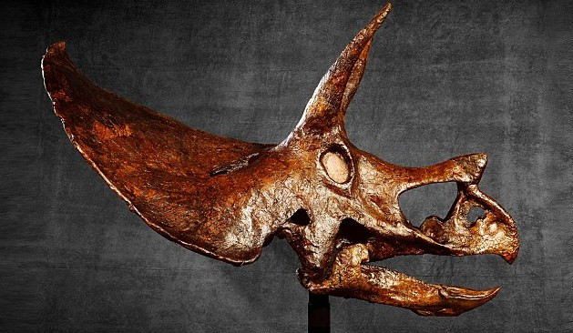 Bán hộp sọ khủng long lớn nhất thế giới với giá triệu đô