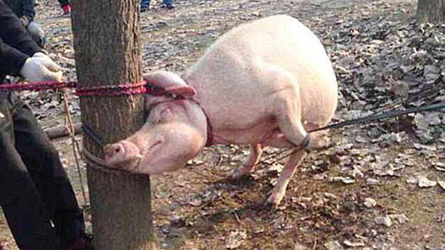 Con lợn cắn chết bé Wei. 