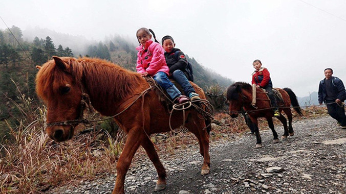 Dành 6 tiếng mỗi ngày đưa đón cháu đi học bằng ngựa