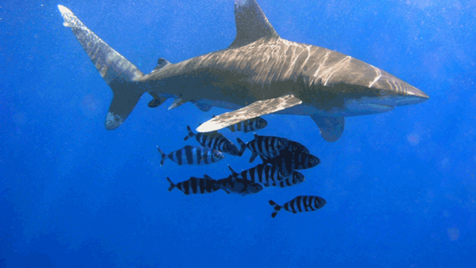 Du khách Đức thiệt mạng ở Ai Cập vì bị cá mập tấn công