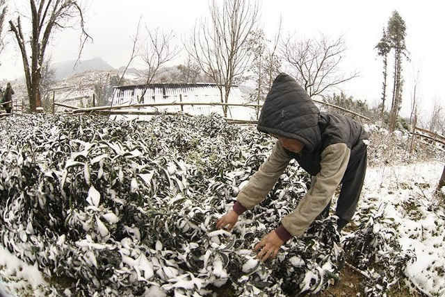 Đợt rét đậm rét hại có khả năng gây băng giá, mưa tuyết ở các tỉnh vùng cao ở phía Bắc