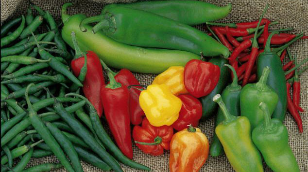 Nhét ớt vào ‘chỗ hiểm’ của bé gái giúp việc