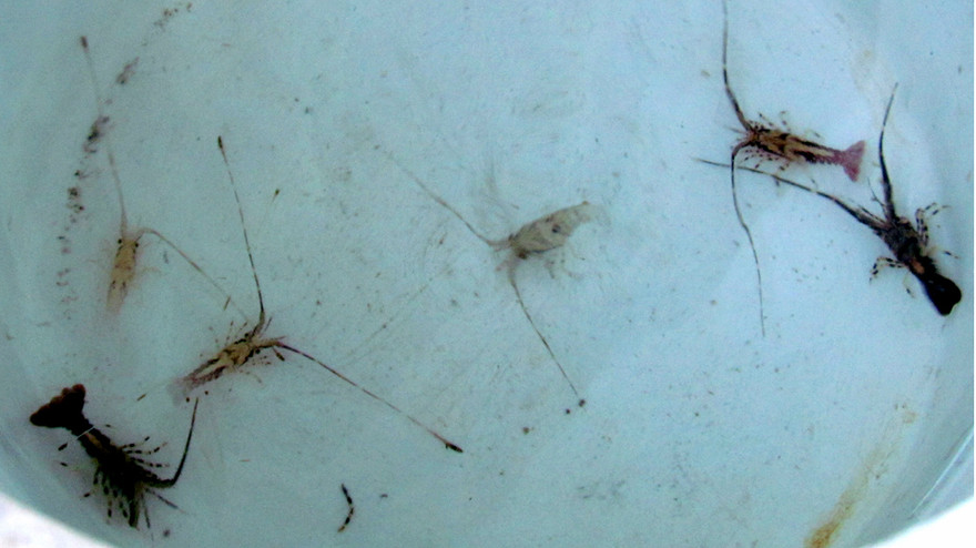 Tôm hùm giống bắt được ở bãi Dừa 