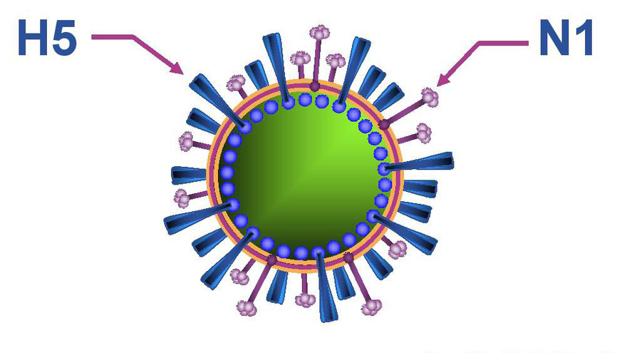 Trung Quốc tuyên bố bùng phát dịch cúm gia cầm 