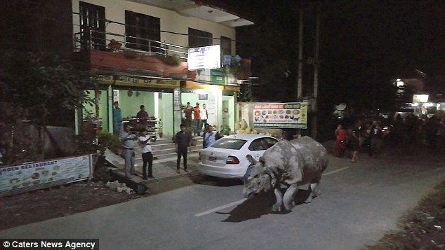 Theo Dailymail, chú tê giác này rất có thể đi lạc từ Vườn Quốc gia Chitwan gần đó. 