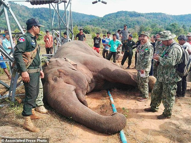 Con voi quý hiếm nặng 3 tấn bị điện giật chết ở Campuchia.