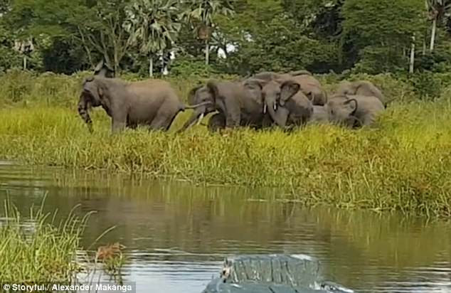 Đàn voi uống nước bên hồ thì bất ngờ bị cá sấu tấn công.