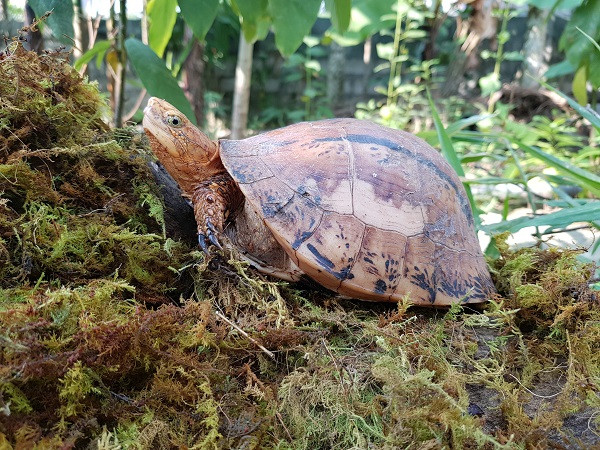 Rùa hộp bua-rê (tên khoa học là Coura bourreti) có nguy cơ tuyệt diệt
