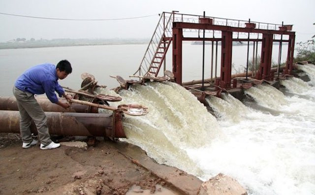 Còn khoảng 250 nghìn ha lúa Đông Xuân chờ các đợt xả nước sắp tới.