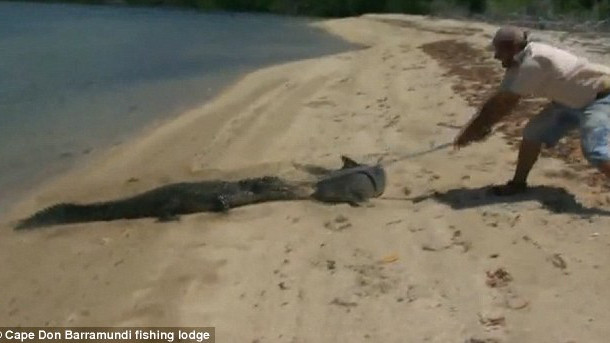 Con cá sấu nhào lên bờ cướp cá mập của ngư dân