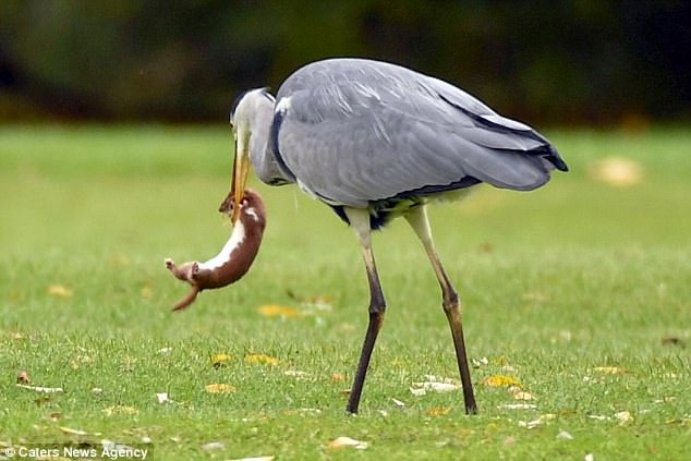 Chú chồn mắc lủng lẳng trong mỏ cò ở Peterborough.