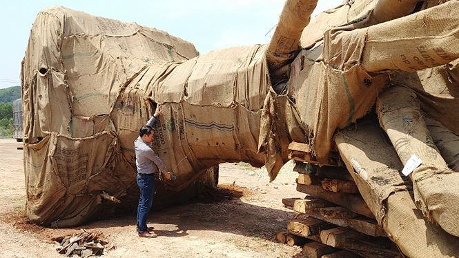 Lãnh đạo Bộ NN&PTNT yêu cầu tiếp tục làm rõ nguồn gốc cây khủng, sẽ xử lý cán bộ kiểm lâm nếu sai phạm, tiếp tay
