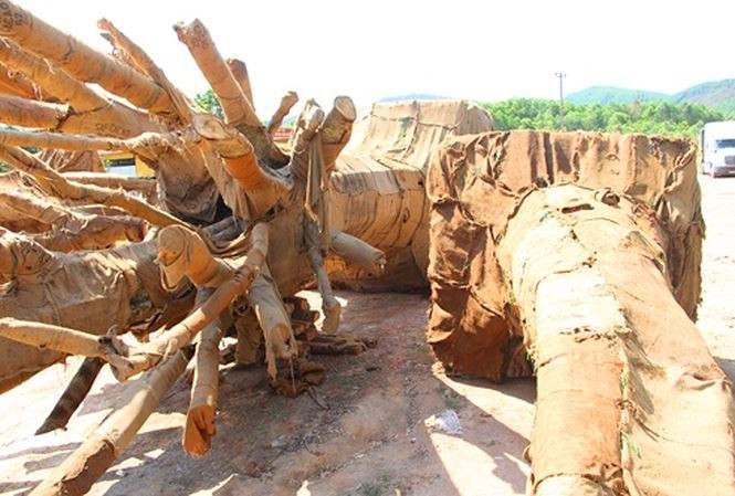 Người xác nhận về nguồn gốc cây phải chịu trách nhiệm về tính hợp pháp của cây "khủng" trước pháp luật