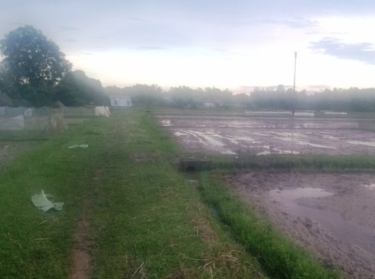 Bị sét đánh trúng, cụ bà 60 tuổi chết thảm trên cánh đồng. Ảnh minh họa.