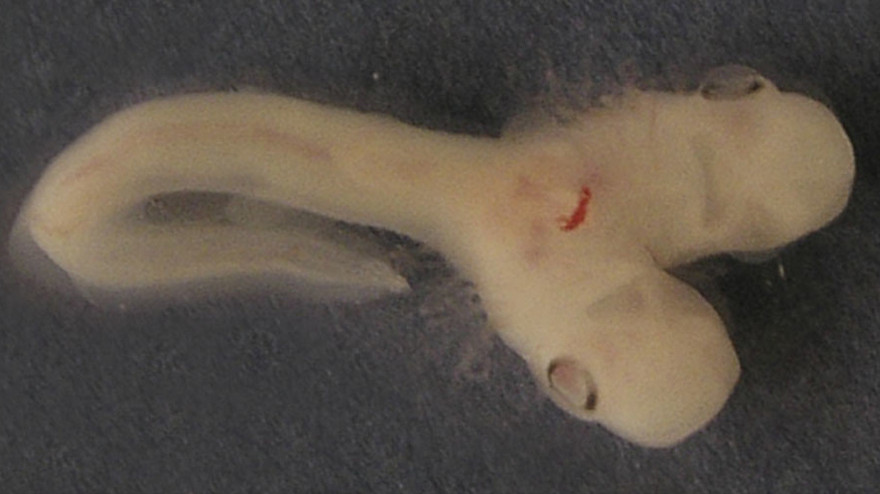 Phôi cá mập 2 đầu cực hiếm ở Tây Ban Nha