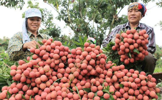 Doanh thu từ vụ vải thiều năm 2018 của bà con Bắc Giang dự kiến đạt trên 5.700 tỷ đồng, tăng trên 430 tỷ đồng so vụ năm ngoái. 