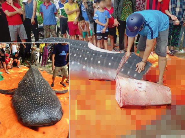 Cá nhám voi bị người dân Sầm Sơn (Thanh Hóa) mổ thịt, bày bán công khai lan truyền trên mạng xã hội Facebook chiều 5/5