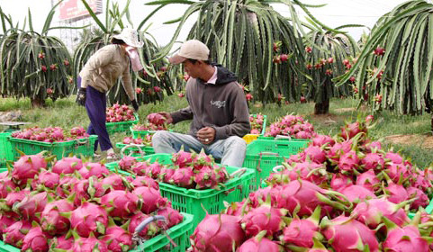 Thanh long Việt Nam chính thức được nhập khẩu vào Úc