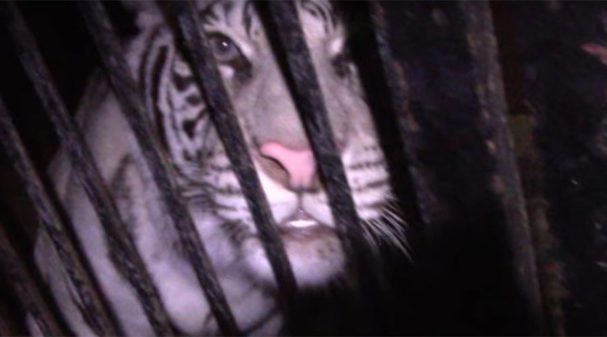 Chú hổ nhốt trong chiếc xe tải.