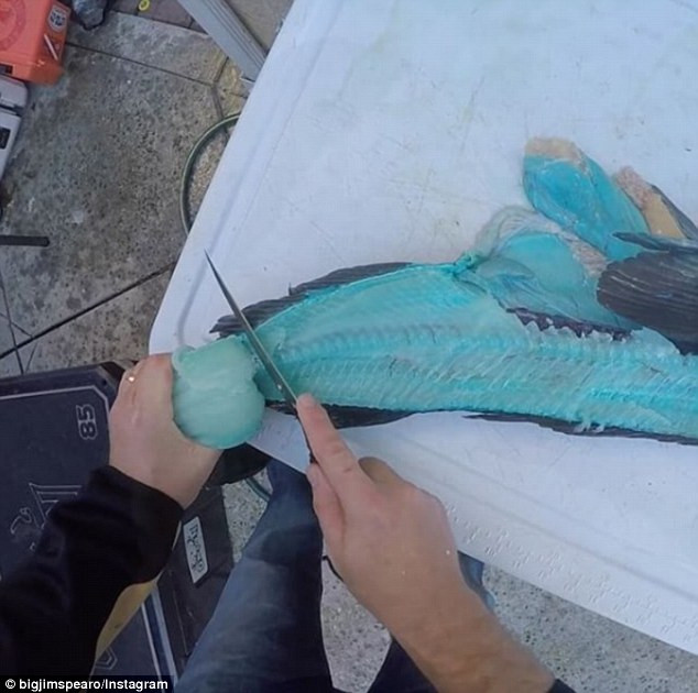 Chú cá có thịt màu xanh kỳ lạ